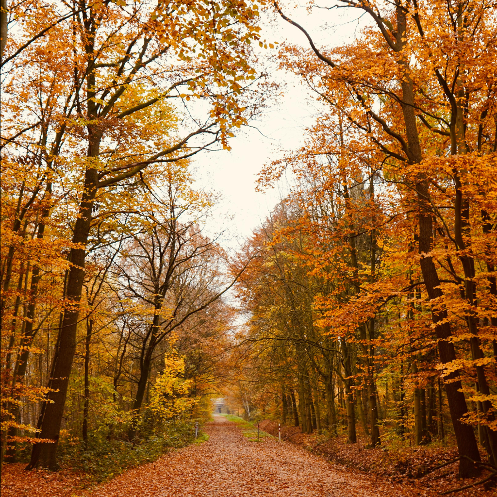 Falling Leaves - Earthy Leaves and Woodsy Scent