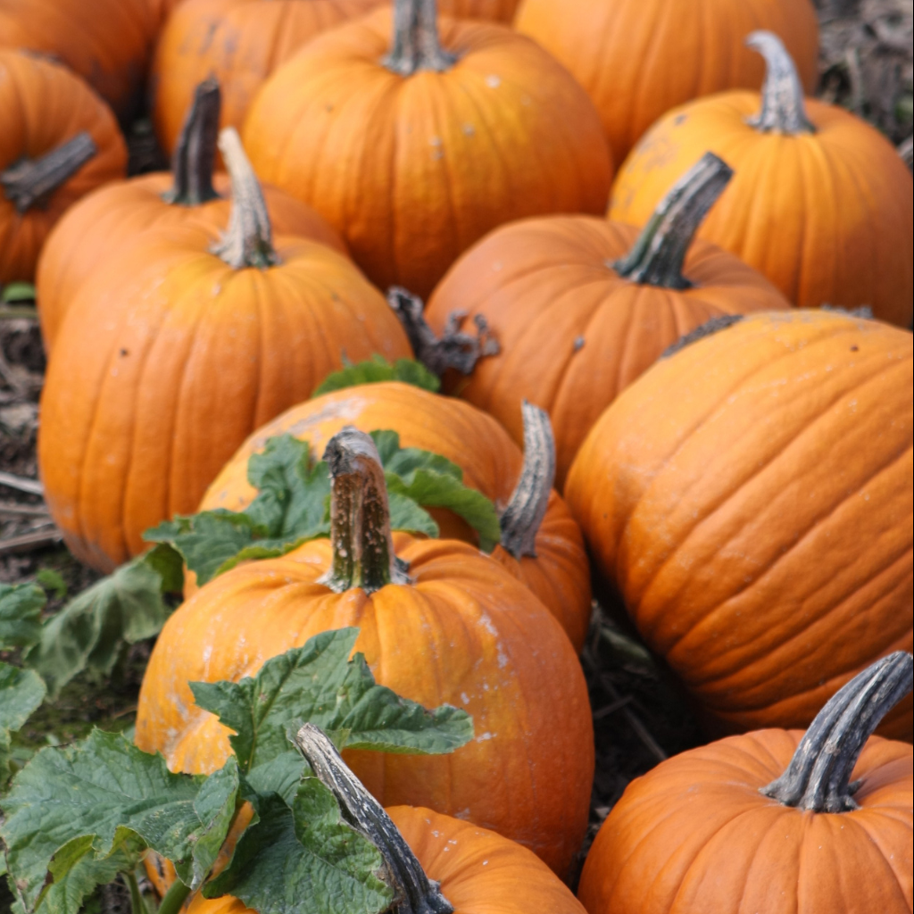 Pumpkin Patch - Pumpkin and Spice